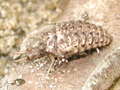 Euroleon nostras larva